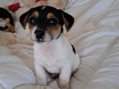 Female Jack Russell puppy in Tipperary