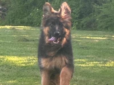 Top class Imported female (Long Coat)