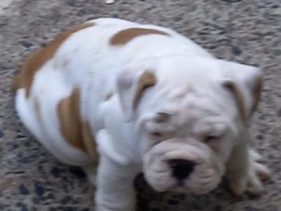 British Bulldog pups in Kilkenny