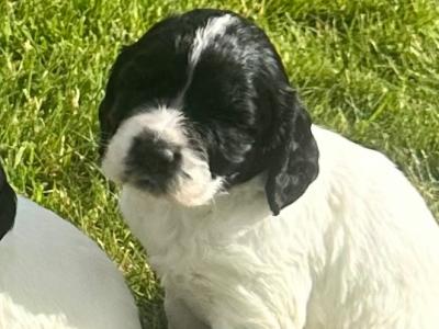 IKC Registered Springer Spaniel puppies for sale in Louth
