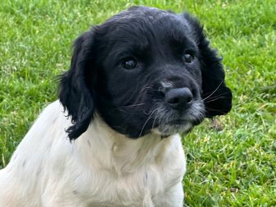 IKC Registered Springer Spaniel puppies for sale in Louth