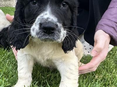 IKC Registered Springer Spaniel puppies for sale in Louth