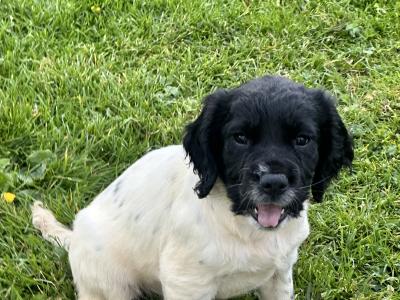 IKC Registered Springer Spaniel puppies for sale in Louth