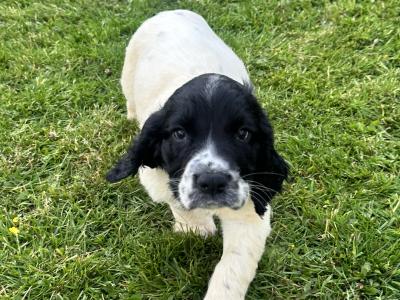 IKC Registered Springer Spaniel puppies for sale in Louth