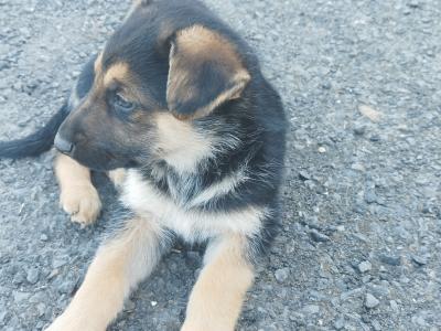 German Shepherd puppies in Offaly