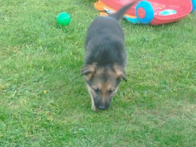 German Shepherd puppies in Offaly