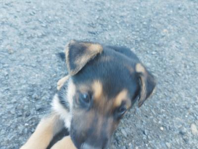 German Shepherd puppies in Offaly