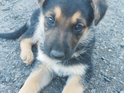 German Shepherd puppies in Offaly