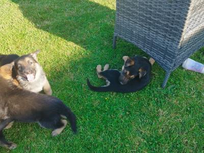 German Shepherd puppies in Offaly