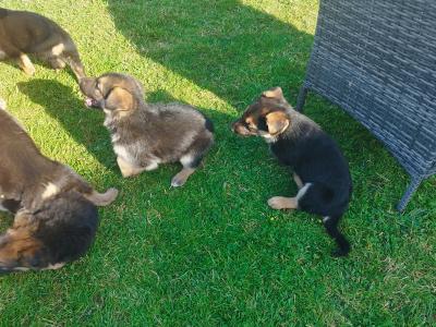 German Shepherd puppies in Offaly