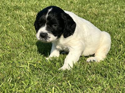 IKC Registered Springer Spaniel puppies for sale in Louth