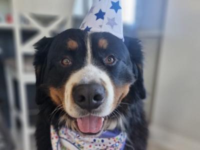 Ted the IKC Bernese Mountain Dog