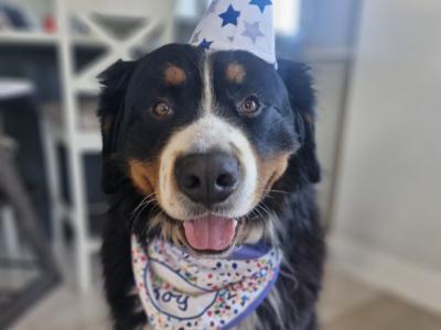 Ted the IKC Bernese Mountain Dog