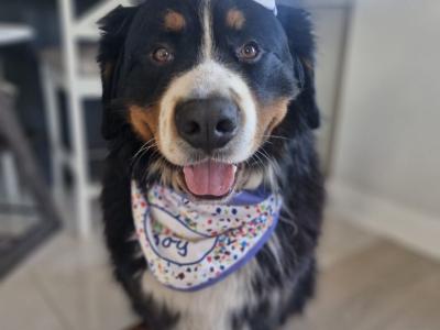 Ted the IKC Bernese Mountain Dog