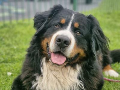 Ted the IKC Bernese Mountain Dog