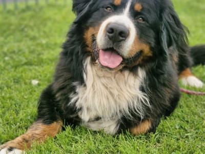Ted the IKC Bernese Mountain Dog