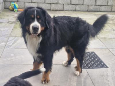 Ted the IKC Bernese Mountain Dog