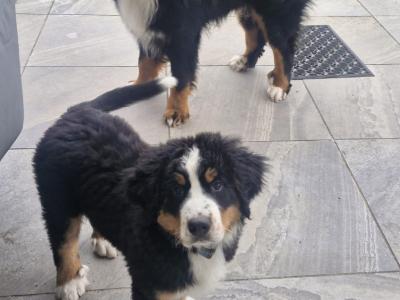 Ted the IKC Bernese Mountain Dog