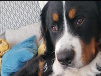 Ted the IKC Bernese Mountain Dog