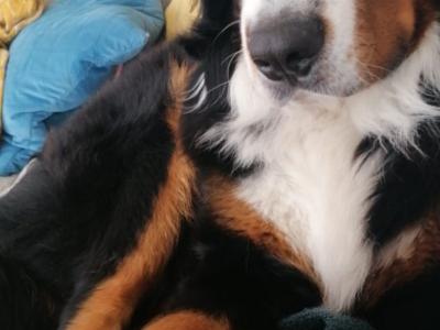 Ted the IKC Bernese Mountain Dog