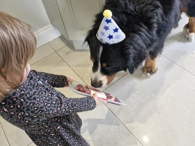 Ted the IKC Bernese Mountain Dog