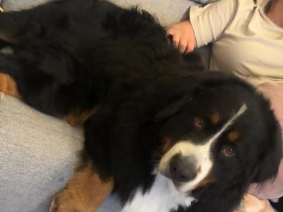 Ted the IKC Bernese Mountain Dog