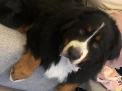 Ted the IKC Bernese Mountain Dog