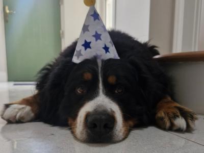 Ted the IKC Bernese Mountain Dog