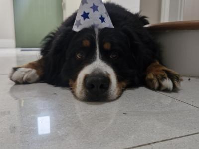 Ted the IKC Bernese Mountain Dog