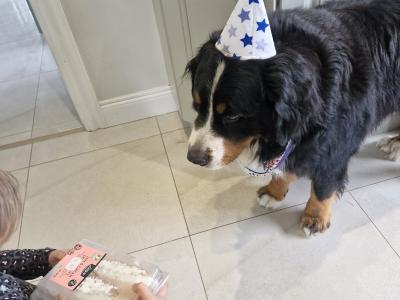 Ted the IKC Bernese Mountain Dog