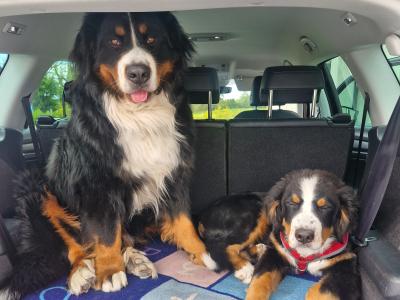 Ted the IKC Bernese Mountain Dog