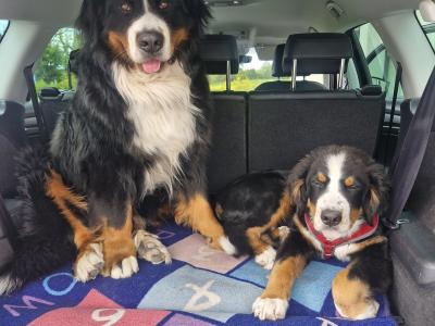 Ted the IKC Bernese Mountain Dog