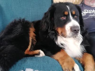 Ted the IKC Bernese Mountain Dog
