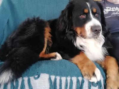 Ted the IKC Bernese Mountain Dog