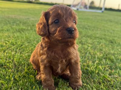 Beautiful Cavapoo puppies in Galway looking for Their Forever homes 🐾