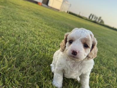 Beautiful Cavapoo puppies in Galway looking for Their Forever homes 🐾