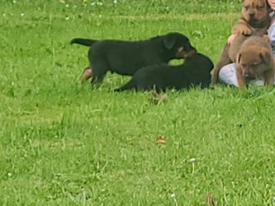Dogue De Bordeaux X Rottweiler puppies in Roscommon