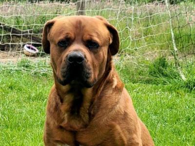 Dogue De Bordeaux X Rottweiler puppies in Roscommon