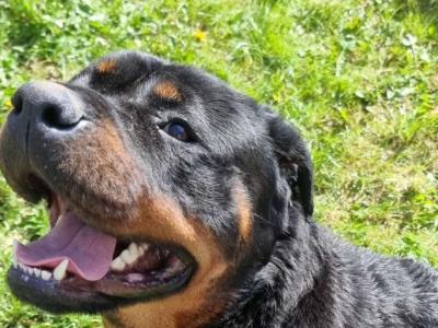 Dogue De Bordeaux X Rottweiler puppies in Roscommon