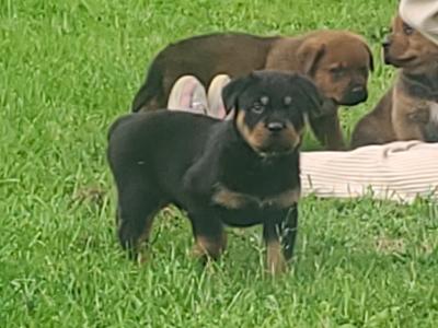 Dogue De Bordeaux X Rottweiler puppies in Roscommon
