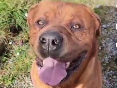 Dogue De Bordeaux X Rottweiler puppies in Roscommon