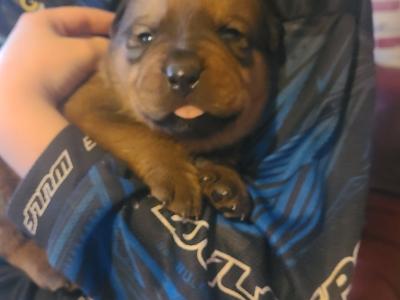 Dogue De Bordeaux X Rottweiler puppies in Roscommon