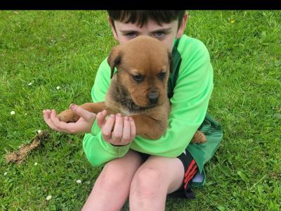 Dogue De Bordeaux X Rottweiler puppies in Roscommon