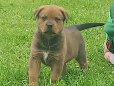 Dogue De Bordeaux X Rottweiler puppies in Roscommon