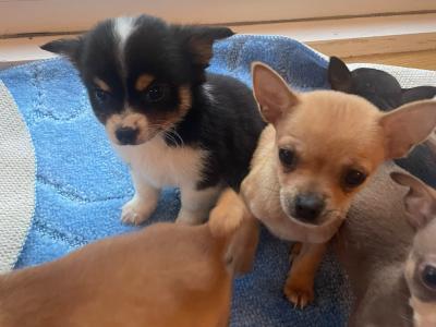 Male Chihuahua puppies in Galway