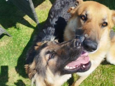 German Shepherd puppies in Offaly