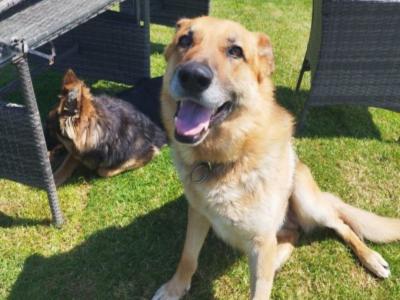 German Shepherd puppies in Offaly