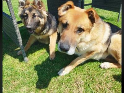 German Shepherd puppies in Offaly