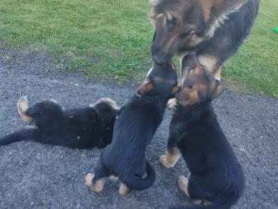 German Shepherd puppies in Offaly
