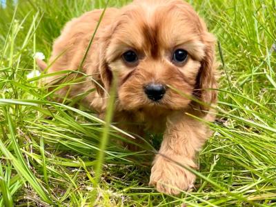 Beautiful health checked Cavachon puppies